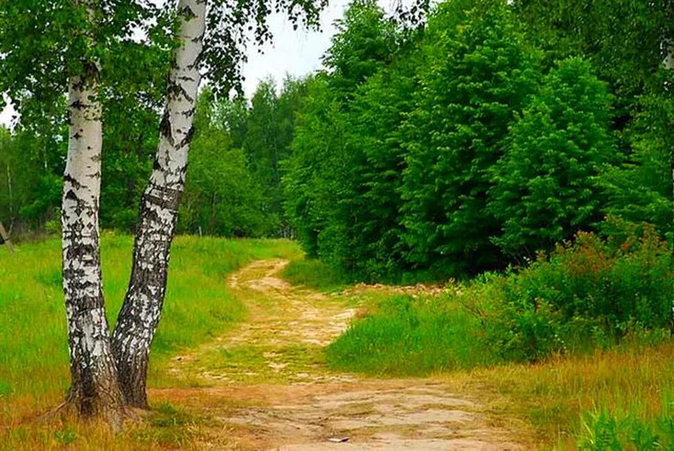 две березы. береза белоствольная сорт. две березки. россия березки поле. жили две березы.