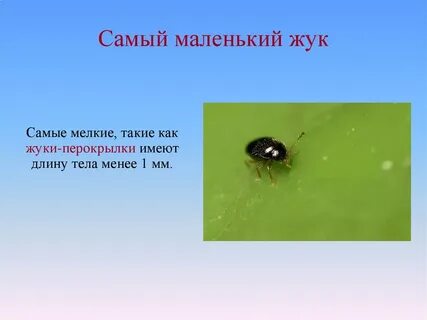 Самое маленькое простейшее