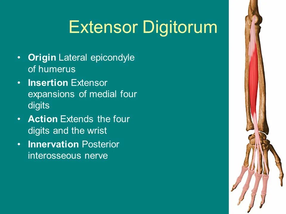 M extensor digitorum. Разгибатель пальцев m. extensor digitorum. экстензор дигиторум. м. extensor digitorum. разгибатель пальцев- musculus extensor digitorum.