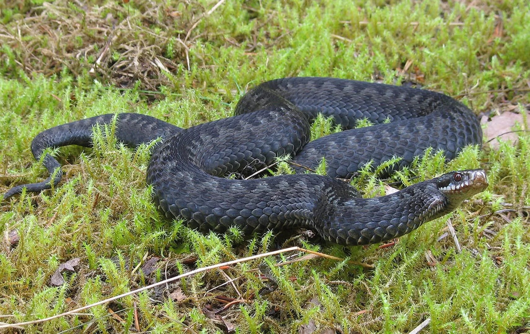 Змей подмосковья. Обыкновенная гадюка меланист. Гадюка обыкновенная в подмосковье. Степная гадюка медянка. Змей подмосковья.