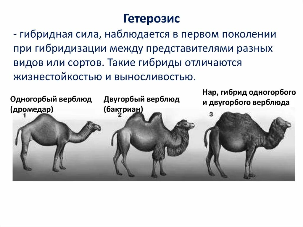 Гибрид это простыми словами. Гетерозис в селекции растений. Методы селекции гетерозис. Гибридизация селекция гетерозис. Гетерозис в селекции растений и животных.