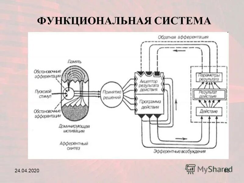Что такое функциональная система. Что такое функциональная система