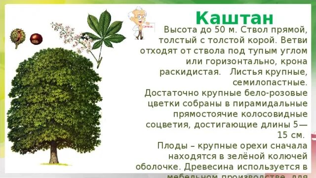 Дуб чувствовал свою силу в родной. Каштан конский высота дерева. Каштан высота дерева. Конский каштан дерево описание. Каштан дерево описание.