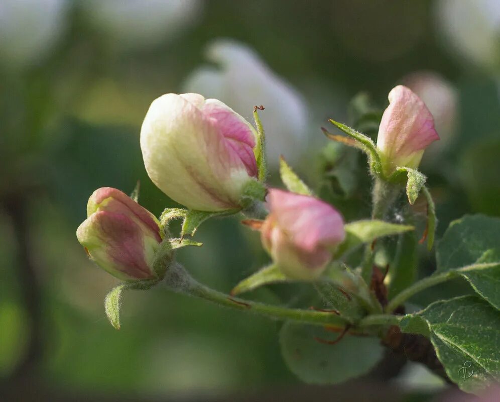 черри блоссом. ын сон вишня цветёт. кан хви цветение вишни после зимы. груша северянка цветущая. сакура после цветения.
