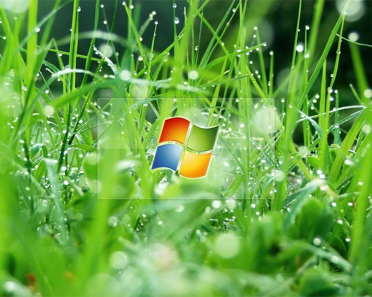 Windows summer. Windows summer