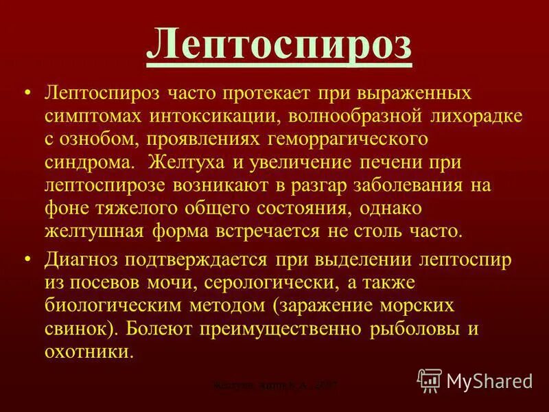 Клинические проявления лептоспироза. Лептоспироз желтушная форма. Патогенез заболевания лептоспироз. Лептоспироз желтушный синдром. Больной лептоспирозом