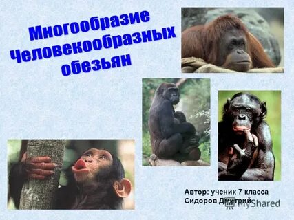 Человекообразные обезьяны класс