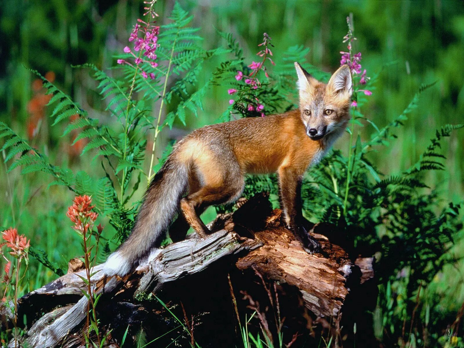 Flower foxes. Куршская коса лисы. Лиса Ильменский заповедник. Звери леса.