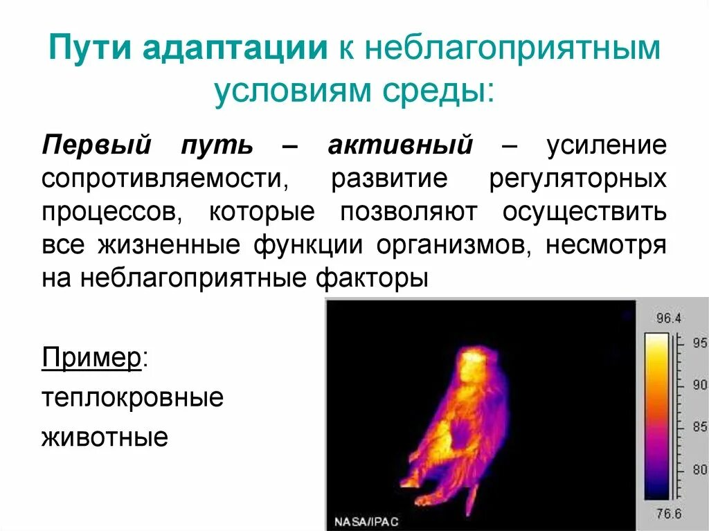 Адаптация к условиям среды примеры. Адаптация к неблагоприятным условиям. Адаптация к условиям среды. Адаптации организмов. Адаптации организмов к условиям среды.