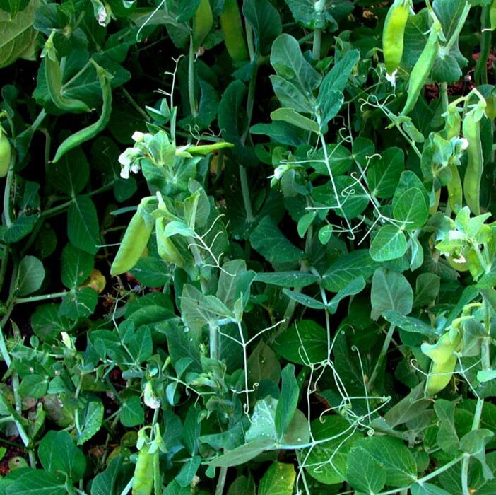 Дикорастущий горох. Как выглядит растение горошек. Pisum arvense семена. Горох "хавский жемчуг". Горох овощной альфа (цв) 10гр.