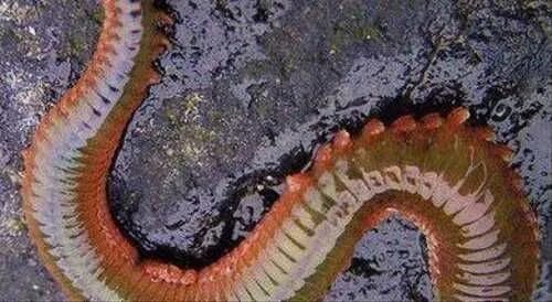Нереис морской червь для рыбалки. Зеленый нереис червь.