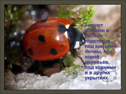 Божья жила