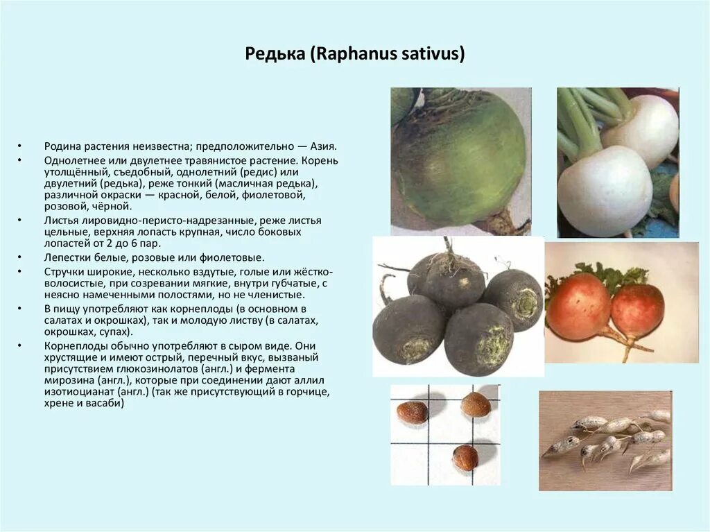 Томат или помидор однолетнее или многолетнее травянистое. Редька однолетнее или двулетнее. Редиска однолетнее или двулетнее растение. Редька презентация. Редька однолетнее двулетнее или многолетнее растение.
