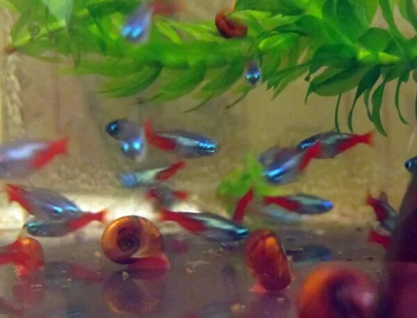 Оплодотворенная икра данио. Икра данио. Икра неона. Икра неонов. Неон рыбка малек.