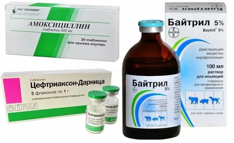 Какими антибиотиками лечить собаку
