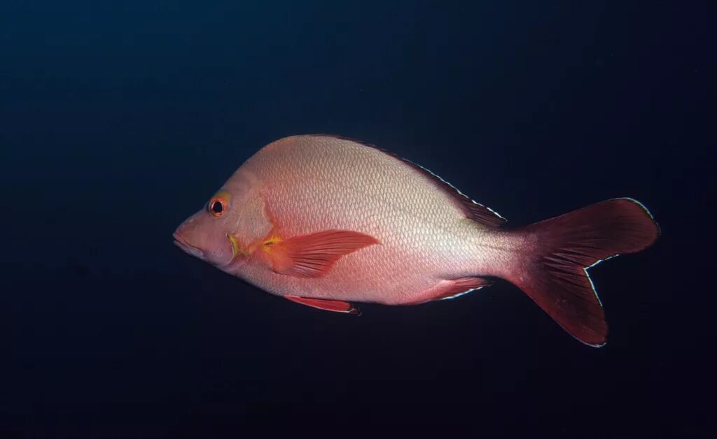 Горбатый красный луциан. Красноперый луциан. Lutjanus sanguineus. Малабарский луциан.