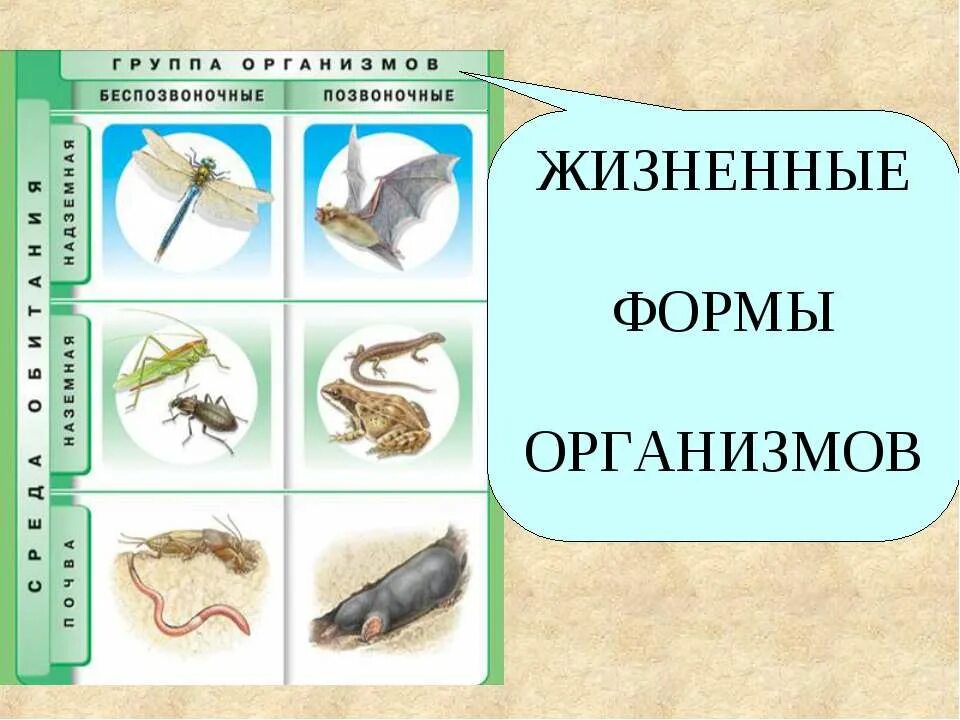 Форма 5 животных. Жизненные формы организмов. жизненные формы животных примеры. классификация жизненных форм животных. жизненные формы животных таблица.