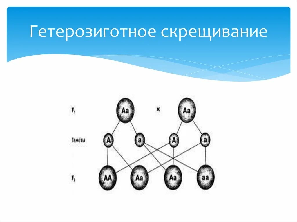 Гетерозигота что это. Дигибридное скрещивание гетерозигот. Скрещивание гетерозигот. Скрещивание двух гетерозиготных организмов схема. Скрещивание гомозиготы и гетерозиготы.