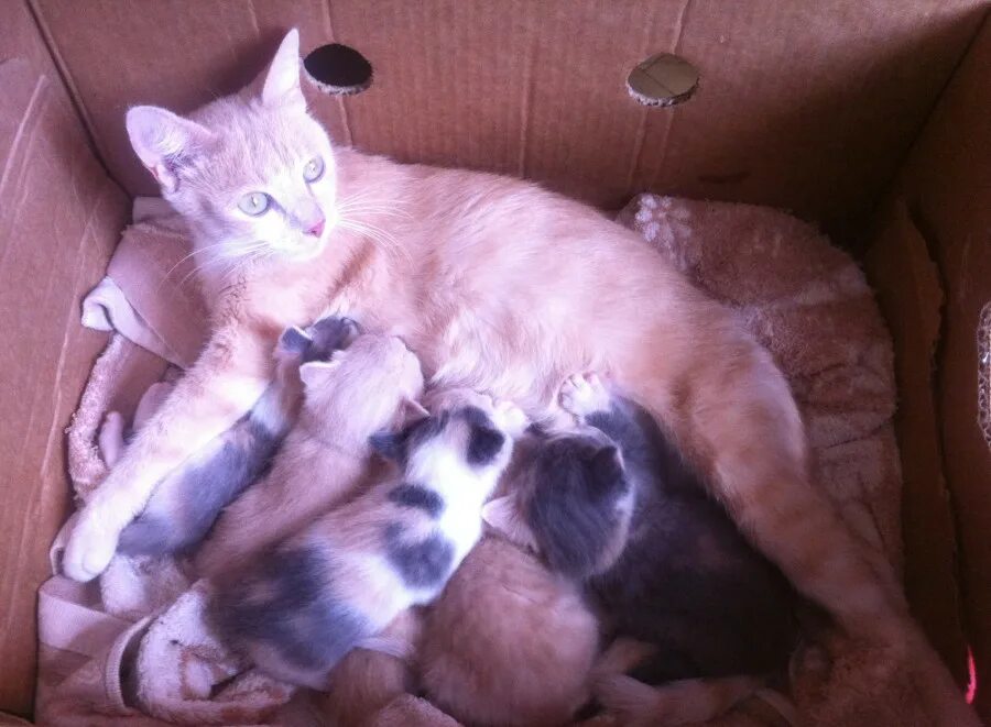 Сонник кошка. Маленькие котята во сне. Катята мёртвые котята к чему снятся. Кот в ведре. К чему снятся утопленные котята.