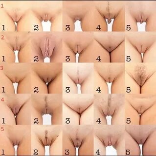 Разные виды женских вагин (66 фото) 