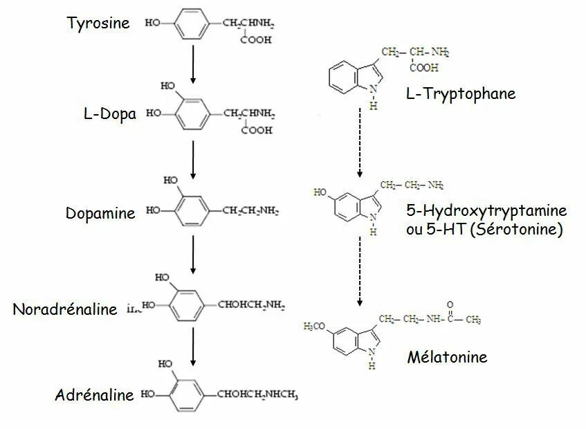 Тирозин. Мелатонин из тирозина. Кремния, триптофана и тирозина.. УФ-спектры триптофана и тирозина.