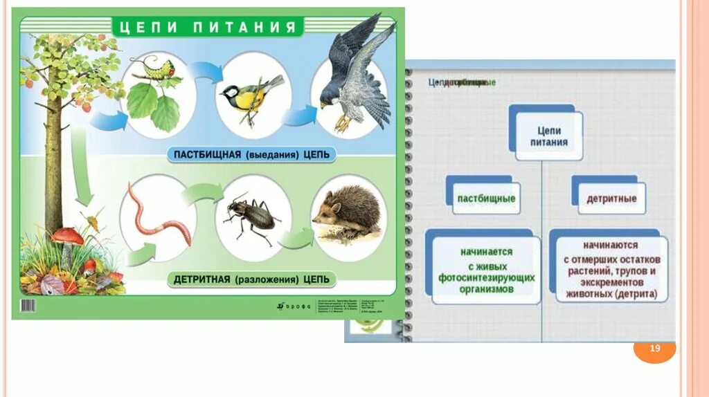 Пастбищная цепь и детритная цепь примеры. Пастбищные и детритные цепи питания. Пастбищная цепь и детритная цепь. Пастбищная и детритная цепь питания. Пастбищная пищевая цепь (цепь выедания).