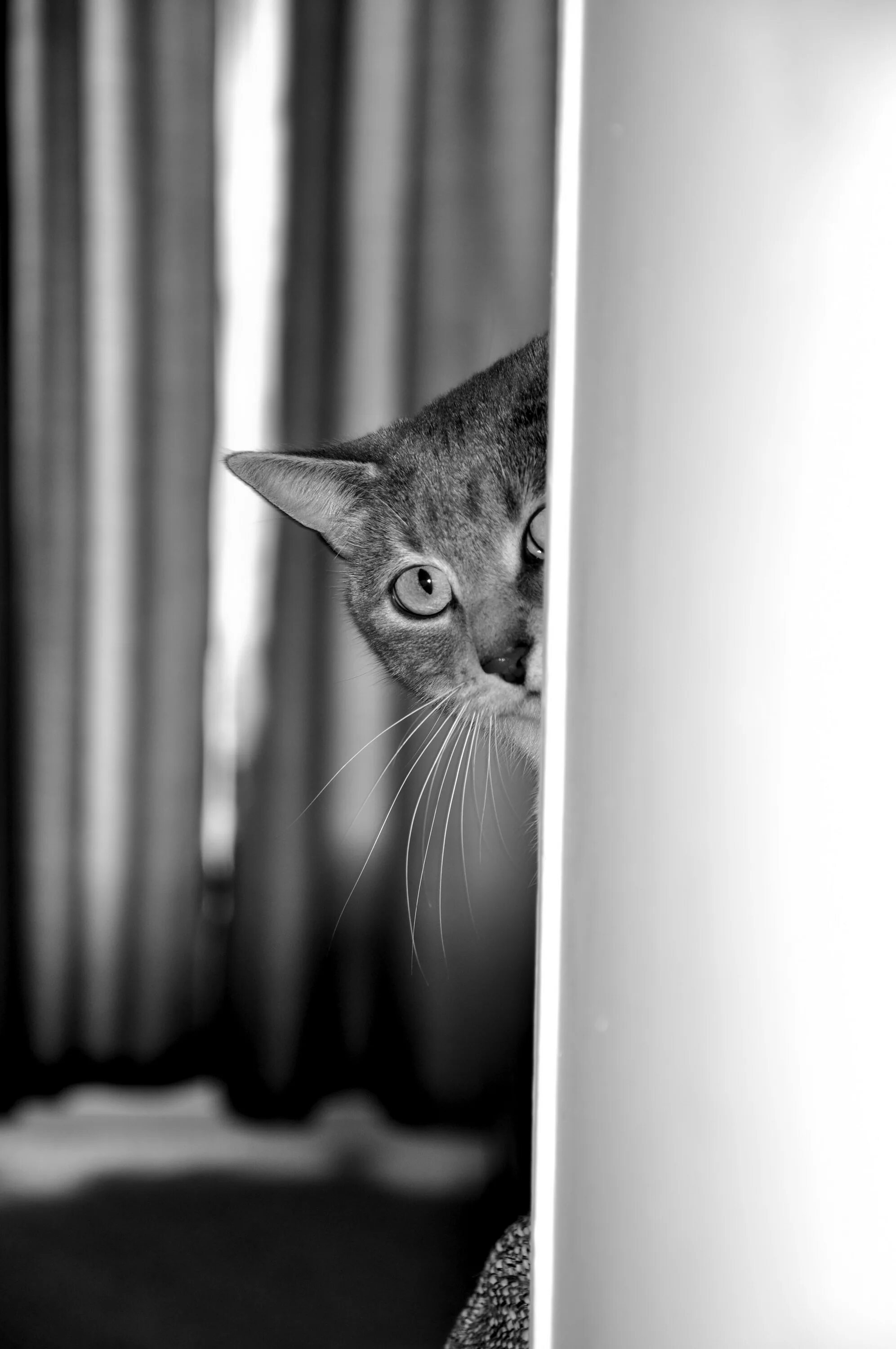 Кошка выглядывает. Выглядывает из за угла. Кот выглядывает из двери. Котик выглядывает из за двери. Позволяет видеть из за угла 8