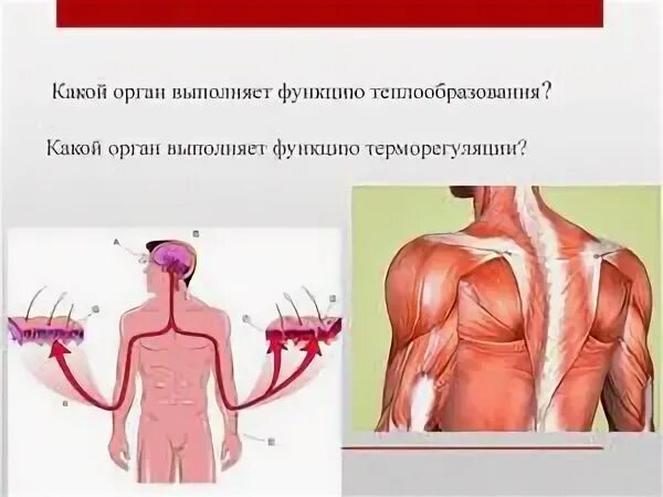 Теплообразование при мышечном сокращении. Роль кожи в терморегуляции. Теплообразования в мышце гомеостаз. Роль кожи в терморегуляции фото. Роль кожи в процессах терморегуляции