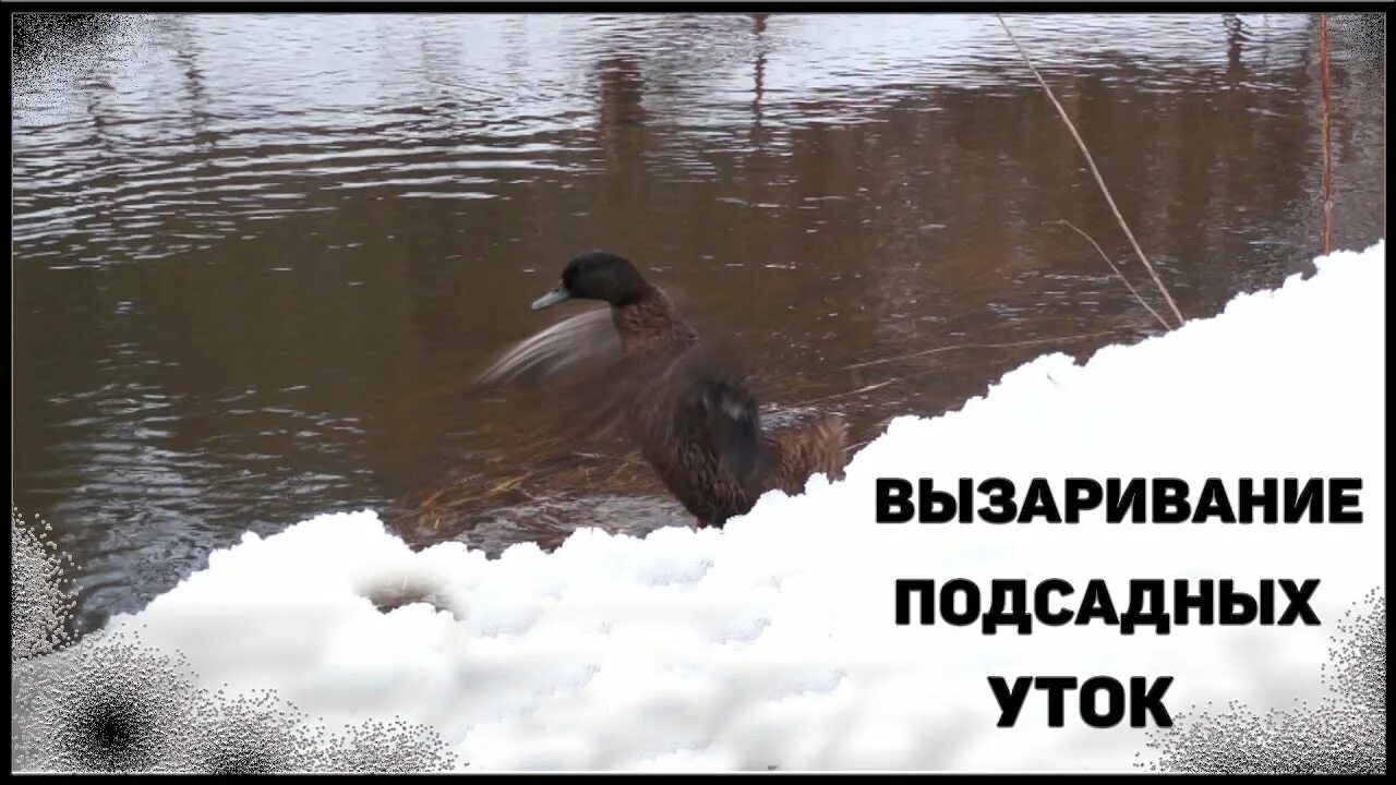 Подсадной уткой весной видео. Вызаривание подсадной утки. Утка подсадная для охоты. Охота на селезня весной с подсадной. Охота с подсадной уткой весной.