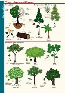 Plant перевод с английского