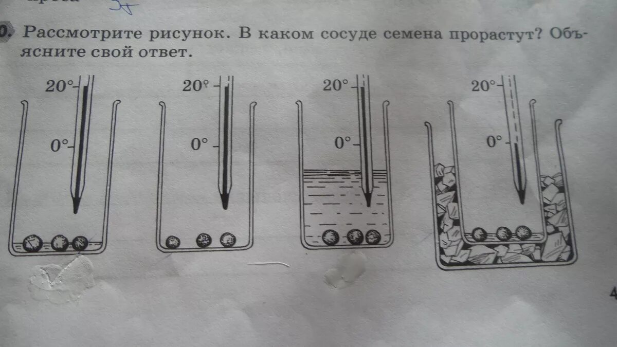 В каком сосуде семена прорастут