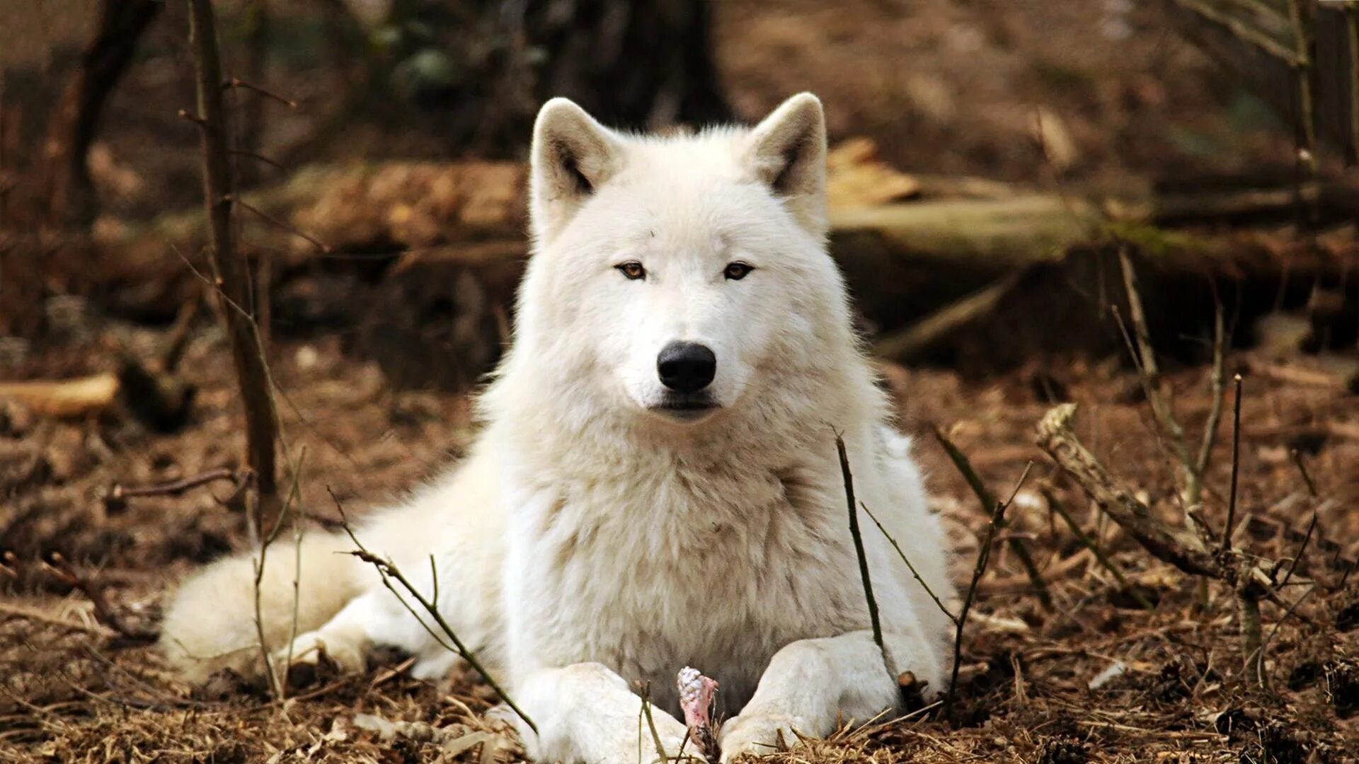 Волк новое слово. Вайт Вулф. Белый Полярный волк. Волк альбинос. Белый волк Акелла.
