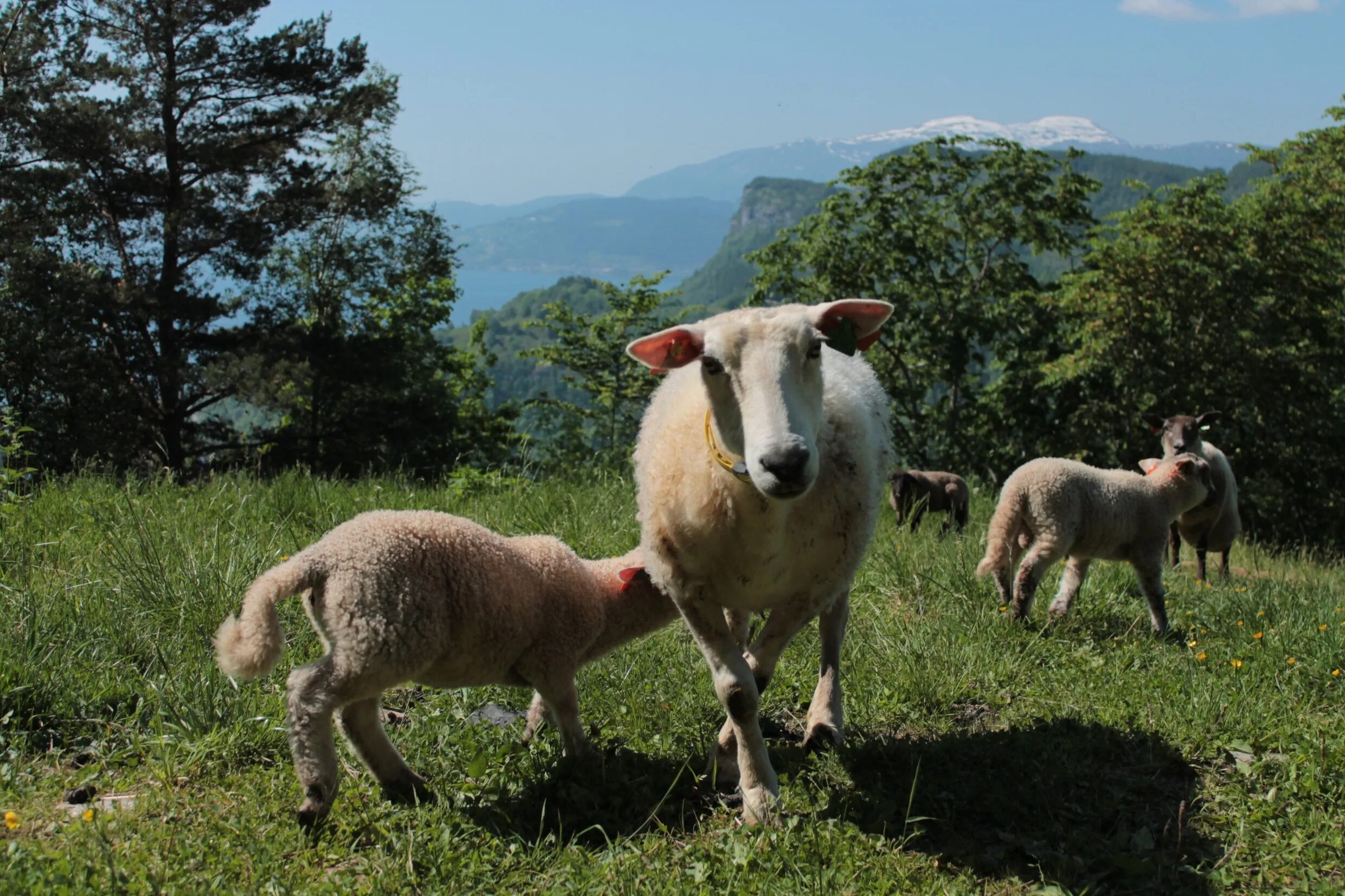 Пасла животных. Овцы на природе. Овца фото. Овечка на природе. Овечки в Норвегии.