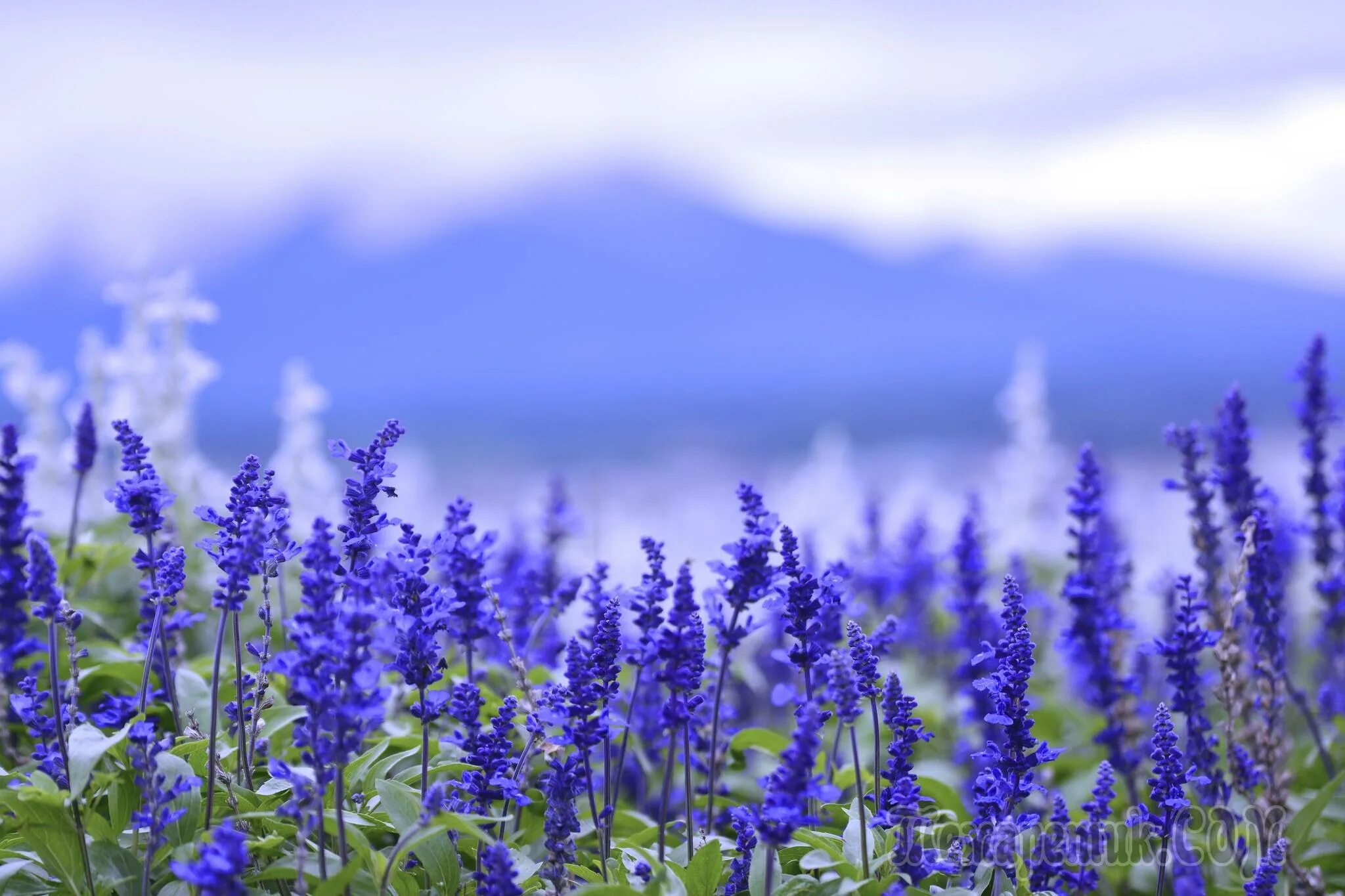 Шалфей дубравный виола клозе. Шалфей лекарственный (salvia). Шалфей дубравный rugen. Шалфей фотографии. Шалфей лавандолистный.