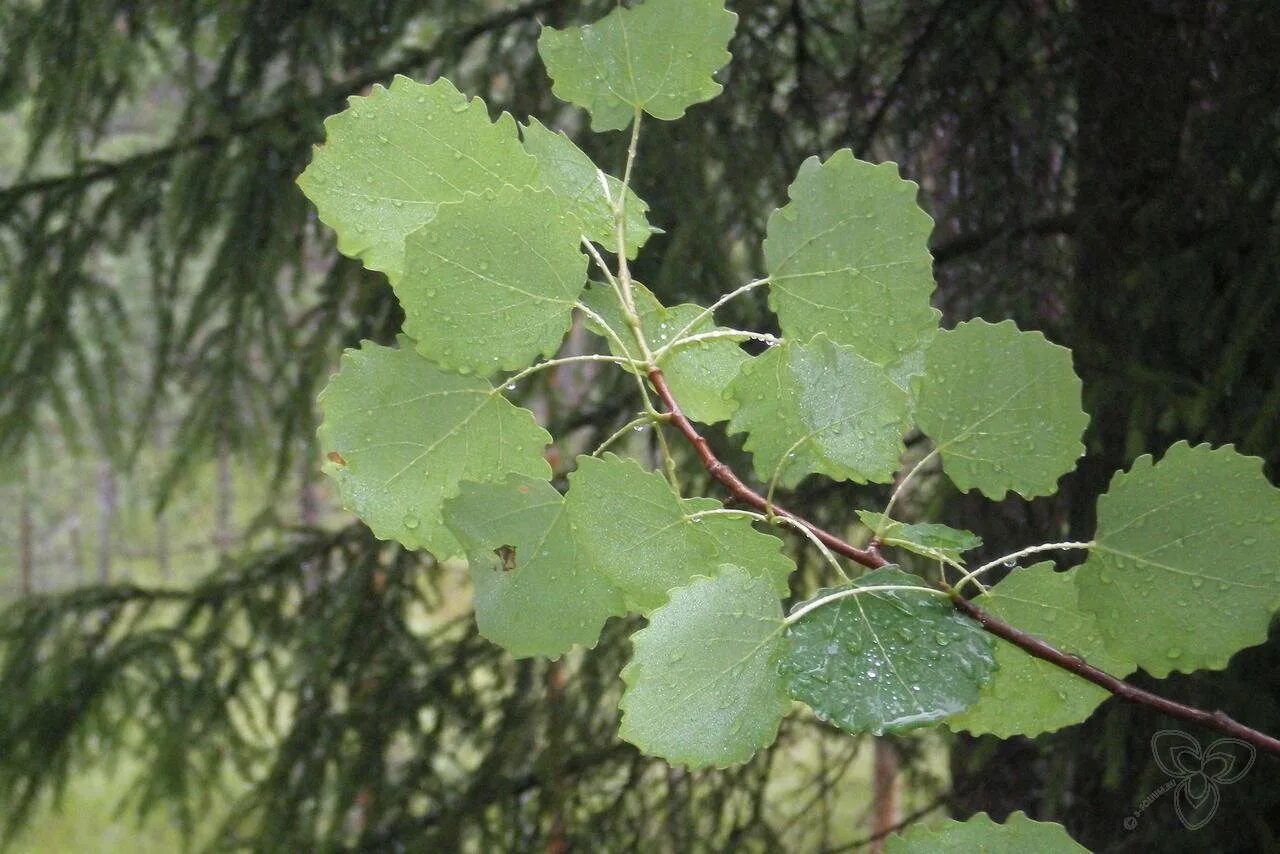 Осина какая порода. Осина (Populus tremula). Осина обыкновенная (Populus tremula). Тополь дрожащий осина. Тополь дрожащий (Populus tremula).