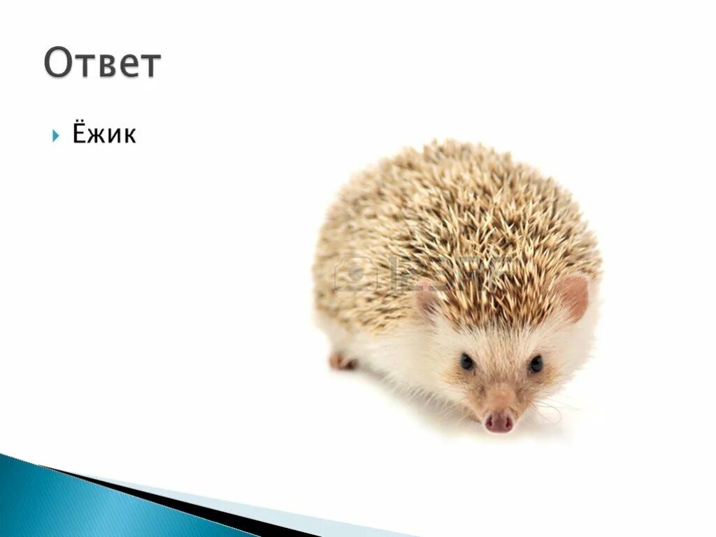 Ответ еж