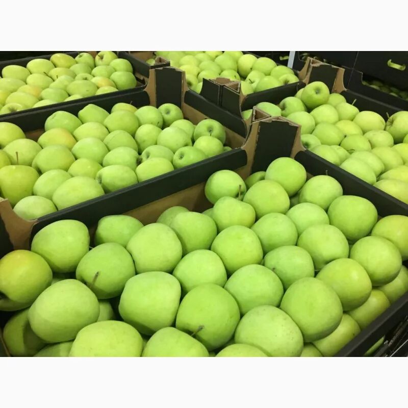 Apple poland