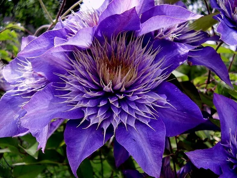 Клематис патенс. Клематисы мульти блю. Клематис multi blue. Клематис multi blue. Клематис (clematis) multi blue.