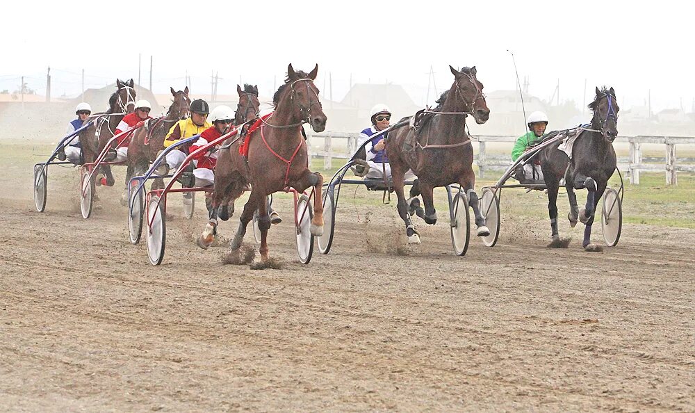 Ипподром таруса. Бега двулеток ипподром. Ипподром акбузат уфа катание на лошадях. Скачки на ипподроме в москве. Ипподром на беговой.