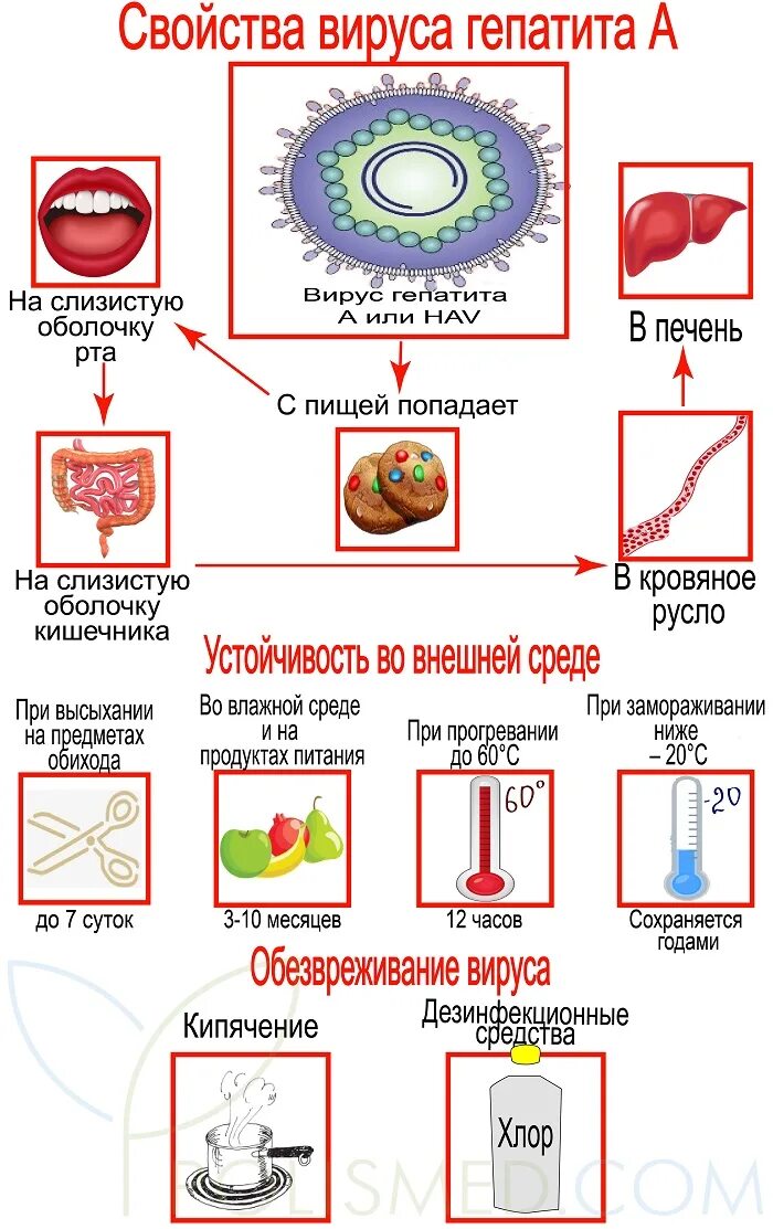 Характеристика вирусов гепатитов. Вирус гепатита в. Gepattit AA. Проявление вирусного гепатита