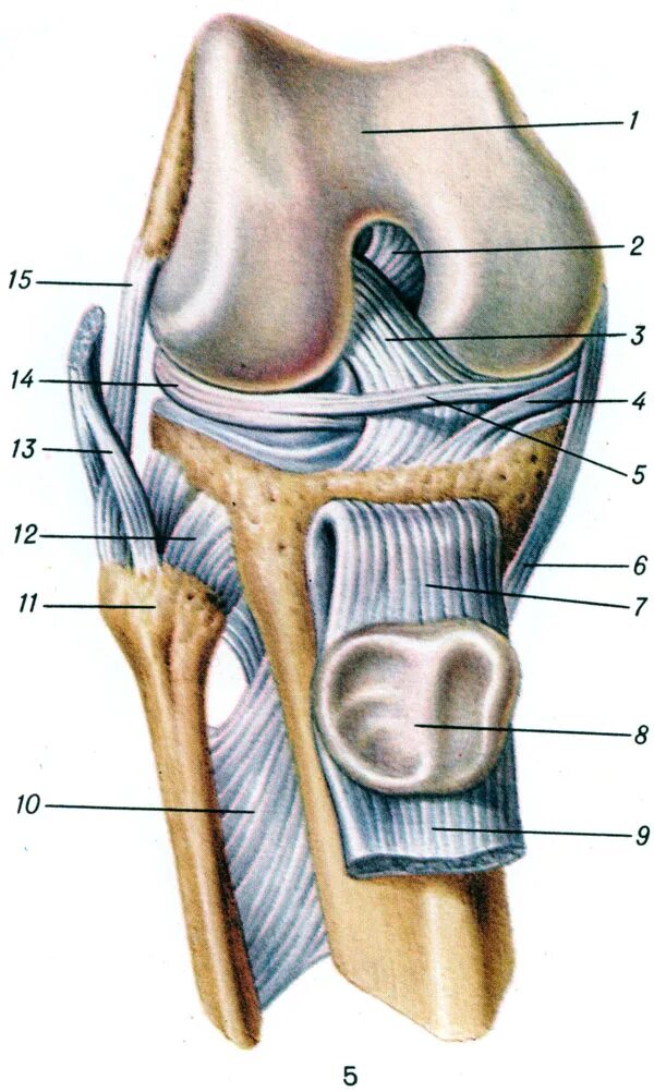 Строение колена у человека. Сухожилия коленного сустава анатомия. Plica alaris коленного сустава. Коленный сустав связки и сухожилия анатомия. Строение коленного сустава и связок.