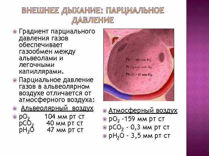 Альвеолярное парциальное давление. Парциальное давление газа. парциальное давление углекислого газа в крови. парциальное давление кислорода и углекислого газа. парциальное давление двуокиси углерода.
