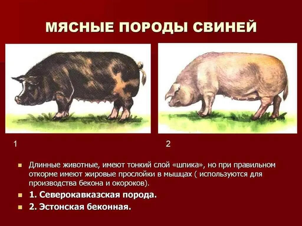 Какая порода поросят. Назовите породы свиней мясного направления продуктивности. Породы свиней для мясного откорма. Мясо свиньи породы дюрок. Самая плодовитая порода свиней.