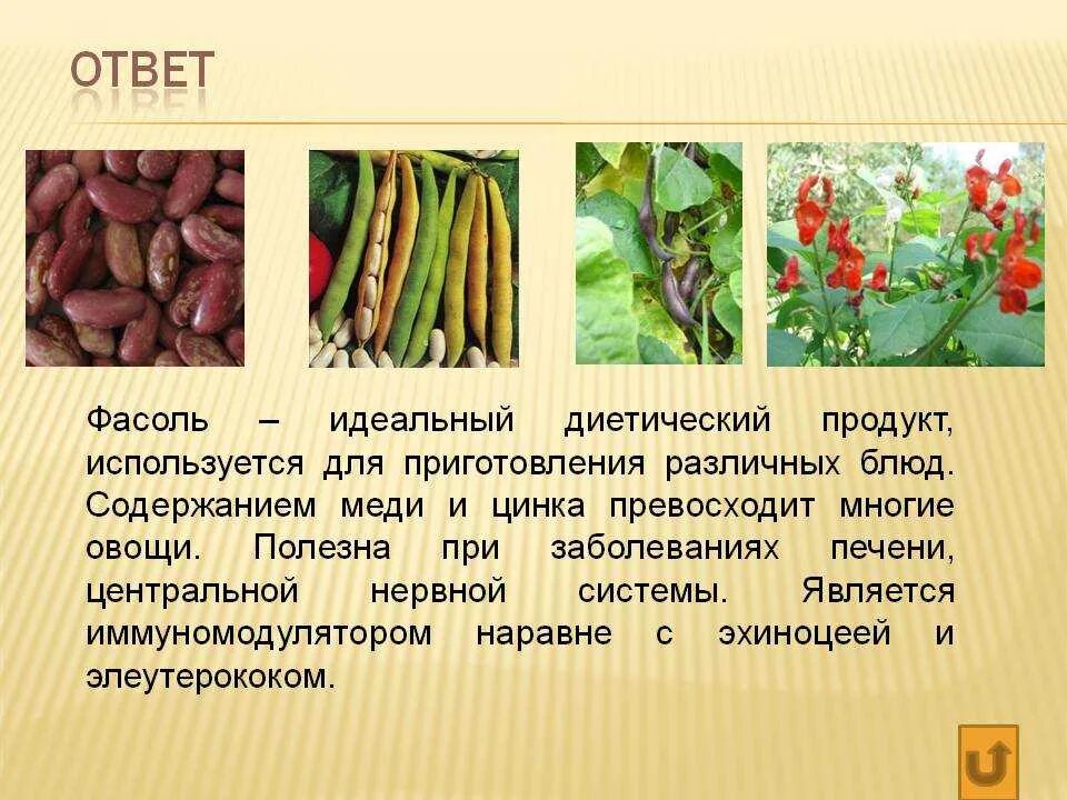 Фасоль. Лд. Стручковая фасоль сос. Фасоль от сахарного диабета 2 типа. Фасоль польза и вред.