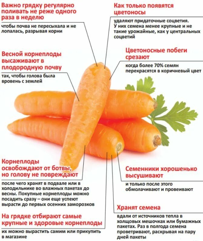 Когда необходимо проводить переборку овощей