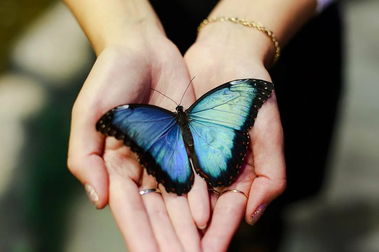 Бабочка черная. Бабочки эстетика. Человек бабочка. Рука человека крыло бабочки. Женщина бабочка.