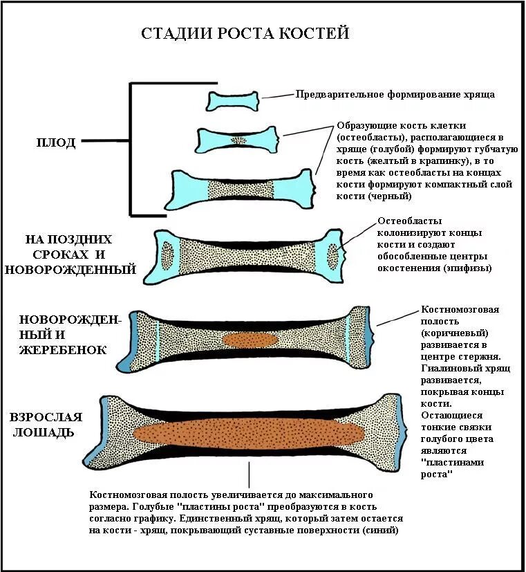 Пластина роста. Этапы окостенения костей. Рост и развитие костей. Стадии развития кости. Фазы роста костей.