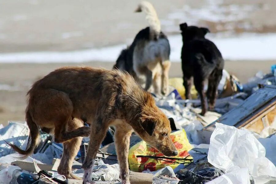 Бездомные собаки. Бродячие собаки. Бездомные собаки на мусорке.