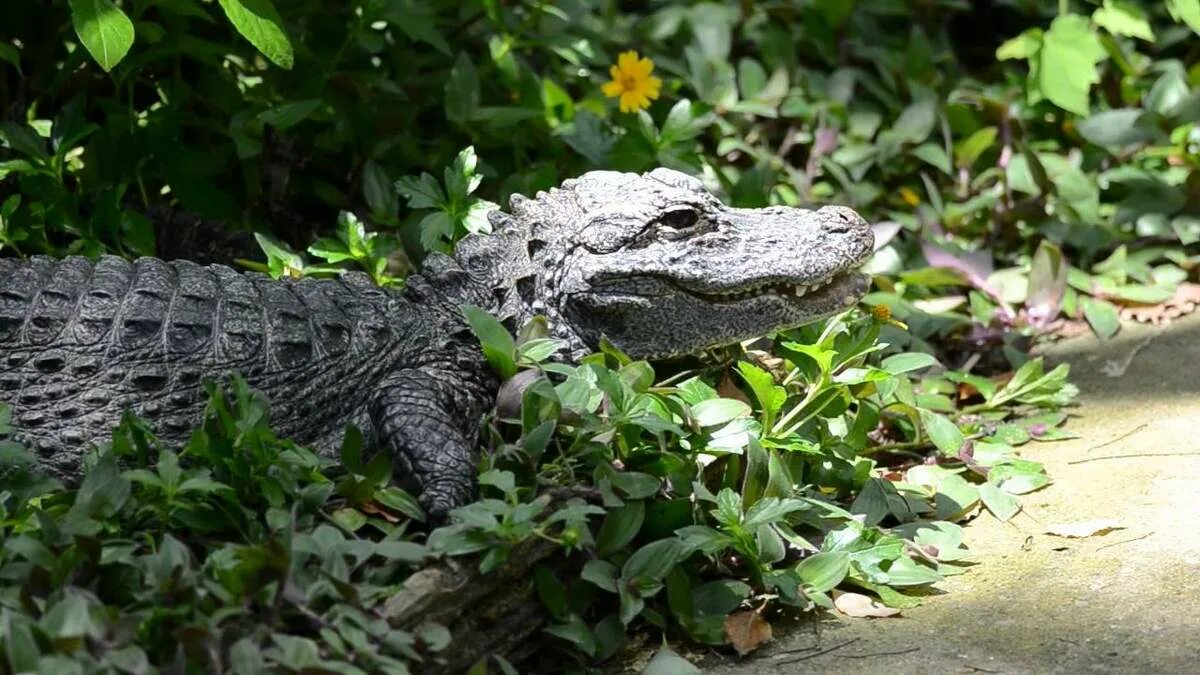 Какой крокодил зеленый. Китайский Аллигатор. Китайский Аллигатор это рептилия?. Крокодил китайский Аллигатор крокодилы. Янцзы Аллигатор.