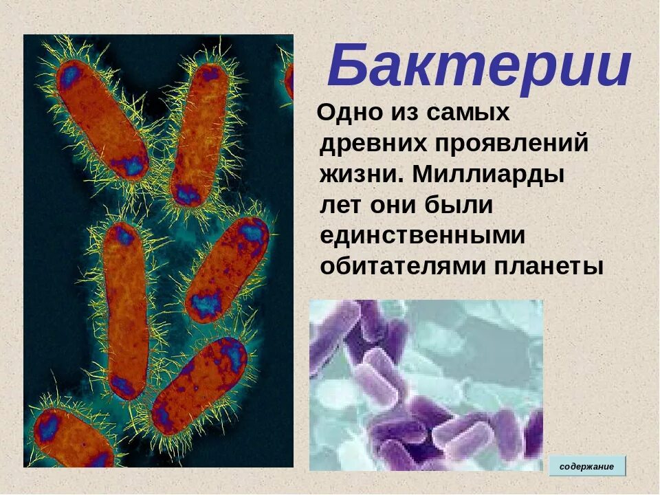 2 бактерии 1 8. Первые бактерии. Древние бактерии. Бактерии самые древние обитатели нашей планеты. Бактерии самые древние организмы.